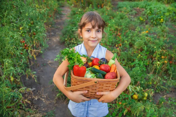 Seorang Anak Memegang Panen Sayuran Tangannya Fokus Selektif Alam — Stok Foto