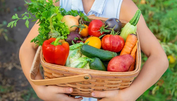 Bir çocuk elinde sebze hasadı tutuyor. Seçici odaklanma. Doğa.