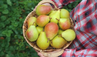 Bahçıvan adam elinde armut hasadı tutuyor. Seçici odaklanma. Doğa.