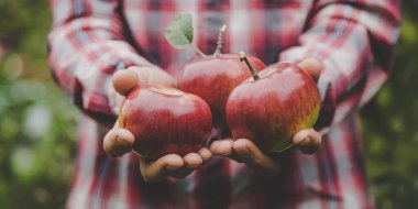 Elma hasadını elinde tutan bir adam. Seçici odaklanma. Doğa.