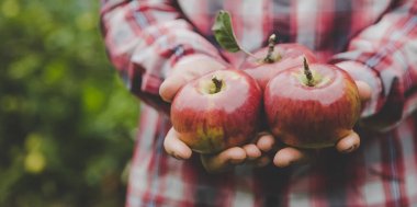 Elma hasadını elinde tutan bir adam. Seçici odaklanma. Doğa.