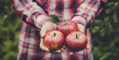 Elma hasadını elinde tutan bir adam. Seçici odaklanma. Doğa.