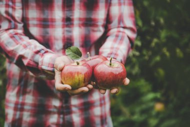 Elma hasadını elinde tutan bir adam. Seçici odaklanma. Doğa.