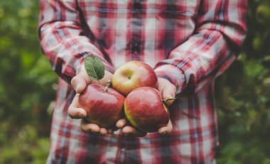 Elma hasadını elinde tutan bir adam. Seçici odaklanma. Doğa.