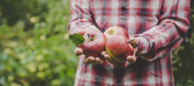 Elma hasadını elinde tutan bir adam. Seçici odaklanma. Doğa.
