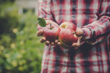 Elma hasadını elinde tutan bir adam. Seçici odaklanma. Doğa.