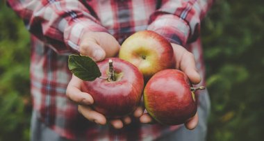 Elma hasadını elinde tutan bir adam. Seçici odaklanma. Doğa.