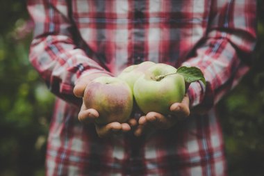 Elma hasadını elinde tutan bir adam. Seçici odaklanma. Doğa.