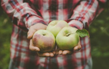 Elma hasadını elinde tutan bir adam. Seçici odaklanma. Doğa.