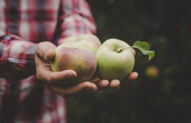 Elma hasadını elinde tutan bir adam. Seçici odaklanma. Doğa.