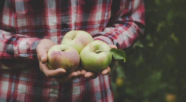 Man Holds Harvest Apples His Hands Selective Focus Nature — Stock Photo, Image