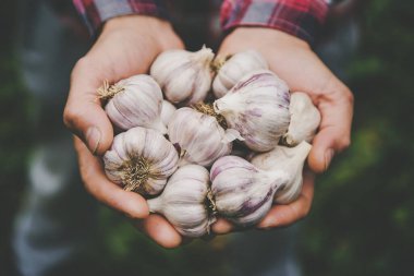 Çiftçi bir adam elinde sarımsak hasadı tutuyor. Seçici odaklanma. Doğa.