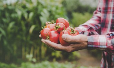 Çiftçi bir adam elinde domates mahsulü tutuyor. Seçici odaklanma. Doğa.