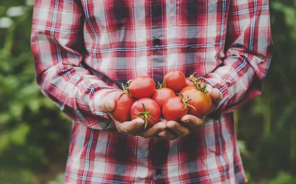 Een Man Boer Houdt Een Oogst Tomaten Zijn Handen Selectieve — Stockfoto