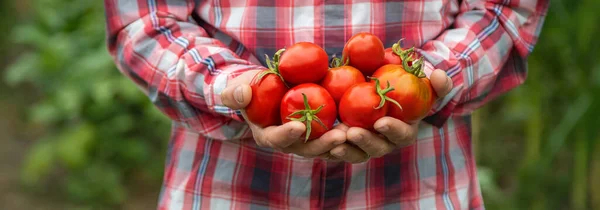 Bonde Håller Skörd Tomater Sina Händer Selektivt Fokus Natur — Stockfoto