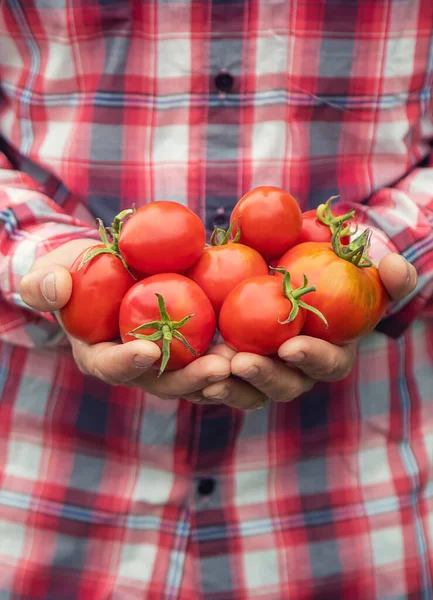 Een Man Boer Houdt Een Oogst Tomaten Zijn Handen Selectieve — Stockfoto