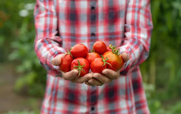 Een Man Boer Houdt Een Oogst Tomaten Zijn Handen Selectieve — Stockfoto