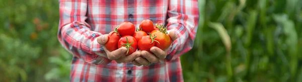 Bonde Håller Skörd Tomater Sina Händer Selektivt Fokus Natur — Stockfoto