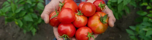 Fazendeiro Tem Uma Colheita Tomates Nas Mãos Foco Seletivo Natureza — Fotografia de Stock