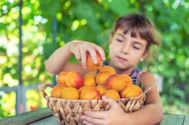 Kayısısı olan çocuk bahçıvan hasadı. Seçici odak.