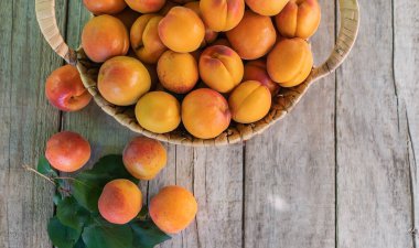 Bahçıvan hasadında kayısılar. Seçici odaklanma. yiyecek.