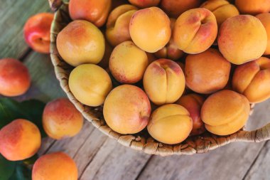 Bahçıvan hasadında kayısılar. Seçici odaklanma. yiyecek.