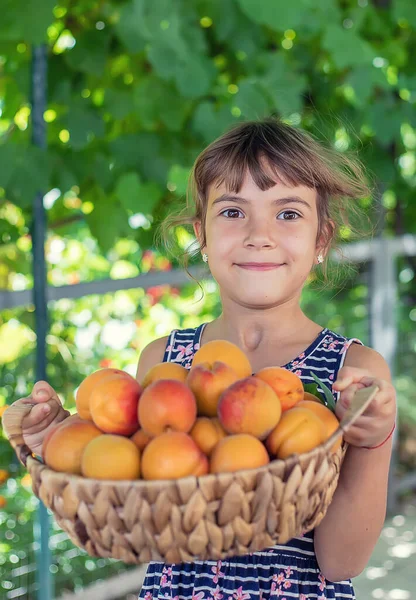 アプリコットの庭師の収穫を持つ子供 選択的焦点 — ストック写真
