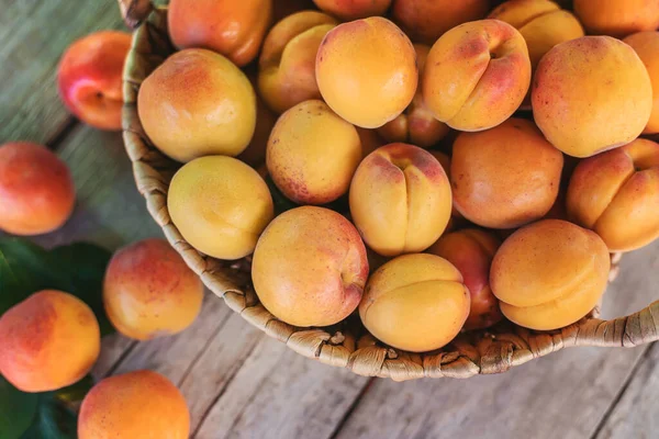 Bahçıvan hasadında kayısılar. Seçici odaklanma. yiyecek.