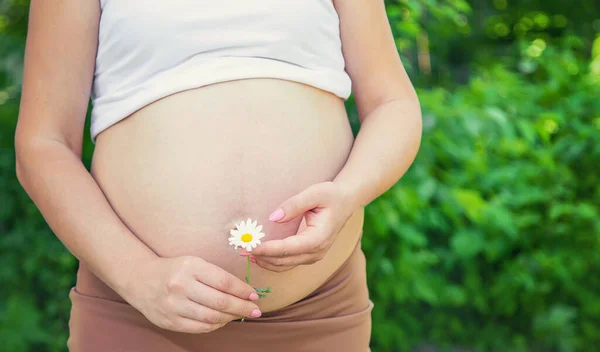 Mujer Embarazada Con Una Manzanilla Las Manos Enfoque Selectivo Naturaleza — Foto de Stock