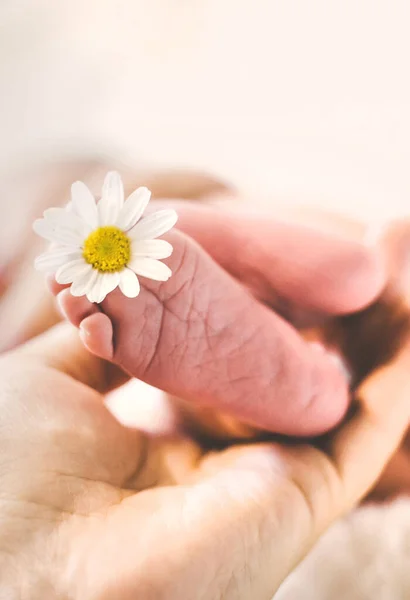 Neugeborene Babyfüße Mit Kamille Selektiver Fokus Menschen — Stockfoto