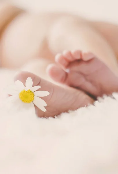 Neugeborene Babyfüße Mit Kamille Selektiver Fokus Menschen — Stockfoto
