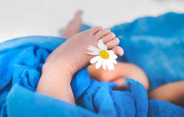 Neugeborenes Baby Hält Eine Kamillenblüte Der Hand Selektiver Fokus Menschen — Stockfoto