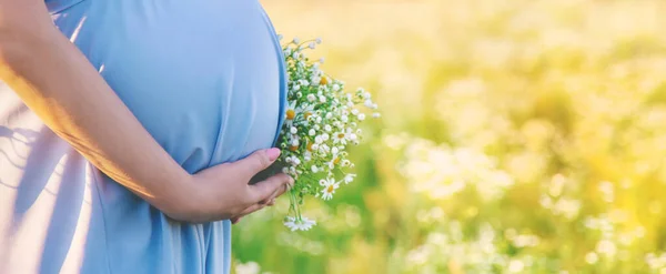 Mujer Embarazada Con Manzanillas Las Manos Enfoque Selectivo Naturaleza — Foto de Stock