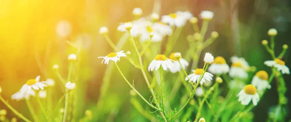 Beaucoup Fleurs Sur Champ Camomille Concentration Sélective Nature — Photo