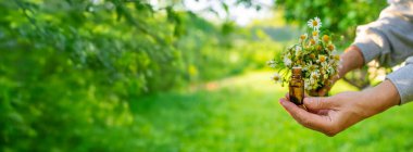 Alternatif tıp ve kozmetik ürünleri için papatya çayı. Seçici odaklanma. Doğa.