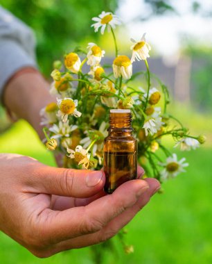 Alternatif tıp ve kozmetik ürünleri için papatya çayı. Seçici odaklanma. Doğa.