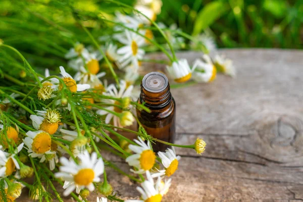 Alternatif tıp ve kozmetik ürünleri için papatya çayı. Seçici odaklanma. Doğa.