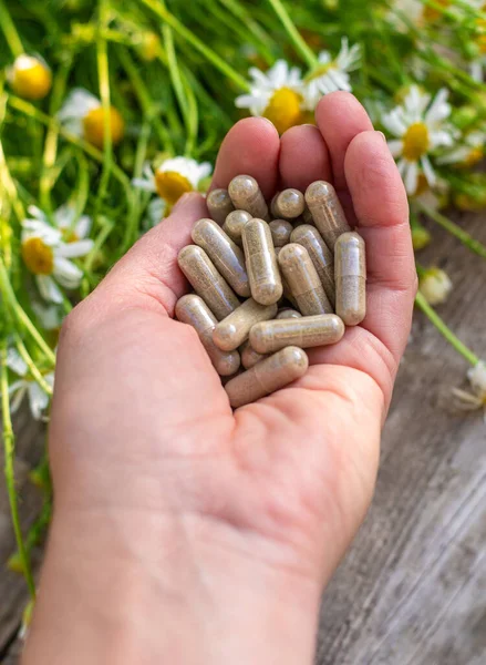 Alternatif tıp ve kozmetik ürünleri için papatya çayı. Seçici odaklanma. Doğa.