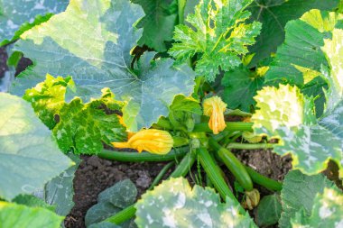 kabak bahçede yetişir. Seçici odaklanma. Doğa.