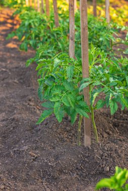 Bahçede yetişen domates tohumları. Seçici odaklanma. Doğa.