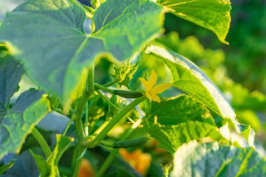 Bahçede salatalık yetişiyor. Seçici odaklanma. Doğa.