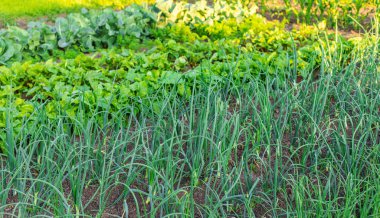 Bahçede yetişen soğan fideleri. Seçici odaklanma. Doğa.