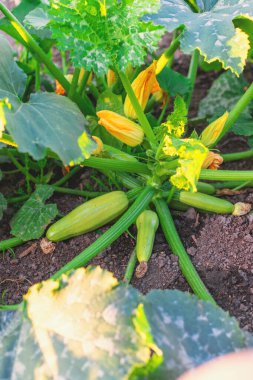 kabak bahçede yetişir. Seçici odaklanma. Doğa.