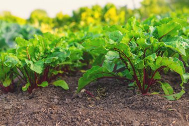 Bahçede pancar fideleri yetişir. Seçici odaklanma. Doğa.