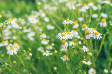 Bahçede papatyalar çiçek açar. Seçici odaklanma. Doğa.