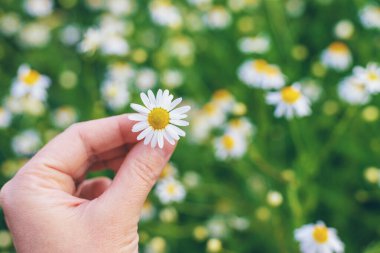 Bahçede papatyalar çiçek açar. Seçici odaklanma. Doğa.
