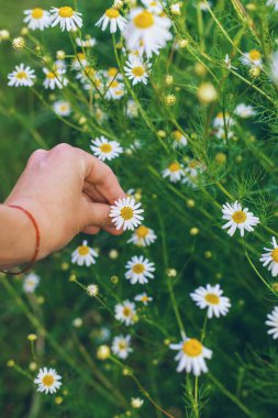 Bahçede papatyalar çiçek açar. Seçici odaklanma. Doğa.