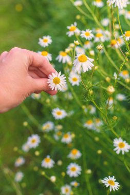 Bahçede papatyalar çiçek açar. Seçici odaklanma. Doğa.