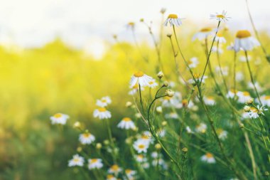 Bahçede papatyalar çiçek açar. Seçici odaklanma. Doğa.