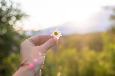 Bahçede papatyalar çiçek açar. Seçici odaklanma. Doğa.